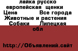 лайка русско-европейская (щенки) › Цена ­ 5 000 - Все города Животные и растения » Собаки   . Липецкая обл.